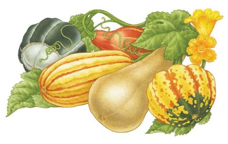 All About Growing Winter Squash Image